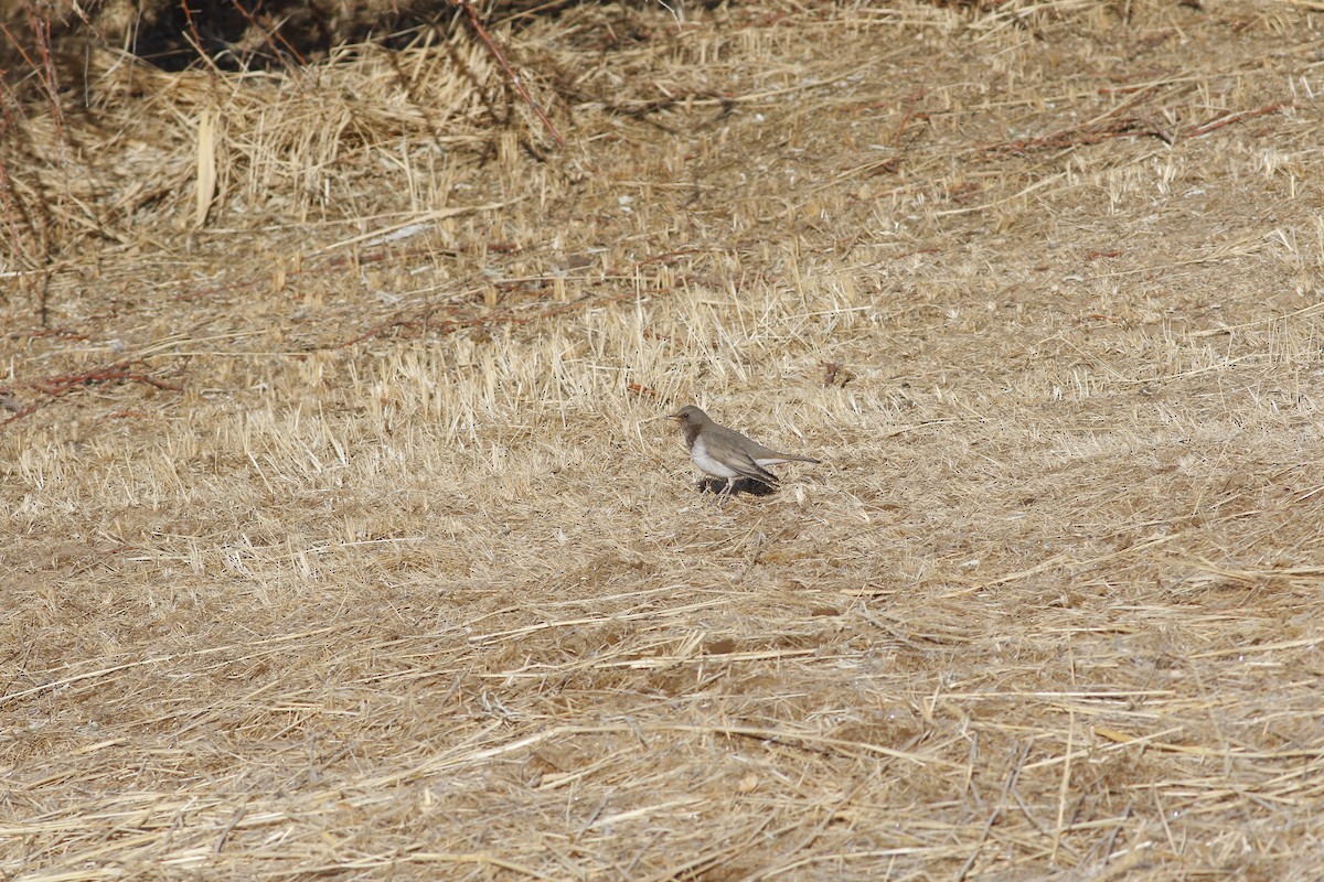 Black-throated x Red-throated Thrush (hybrid) - ML546294481
