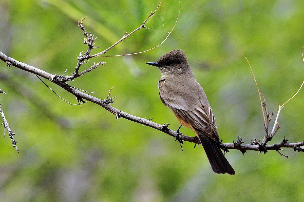 Say's Phoebe - ML546294511