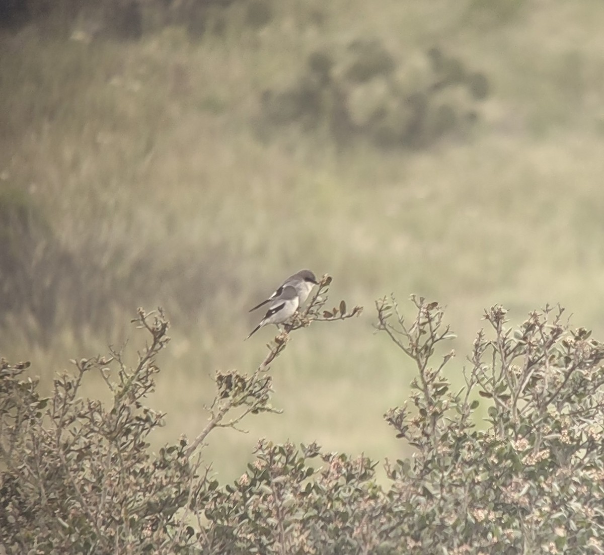 Loggerhead Shrike - ML546294771