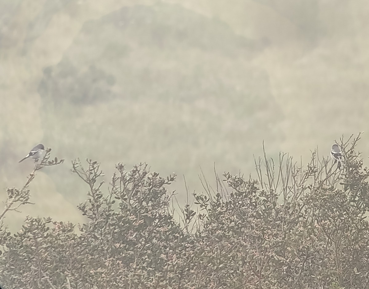 Loggerhead Shrike - ML546294781