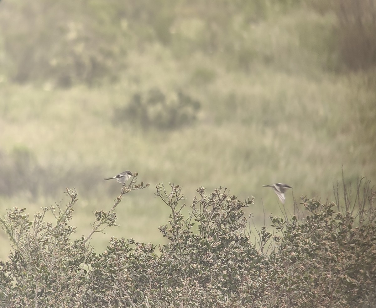 Loggerhead Shrike - ML546294791