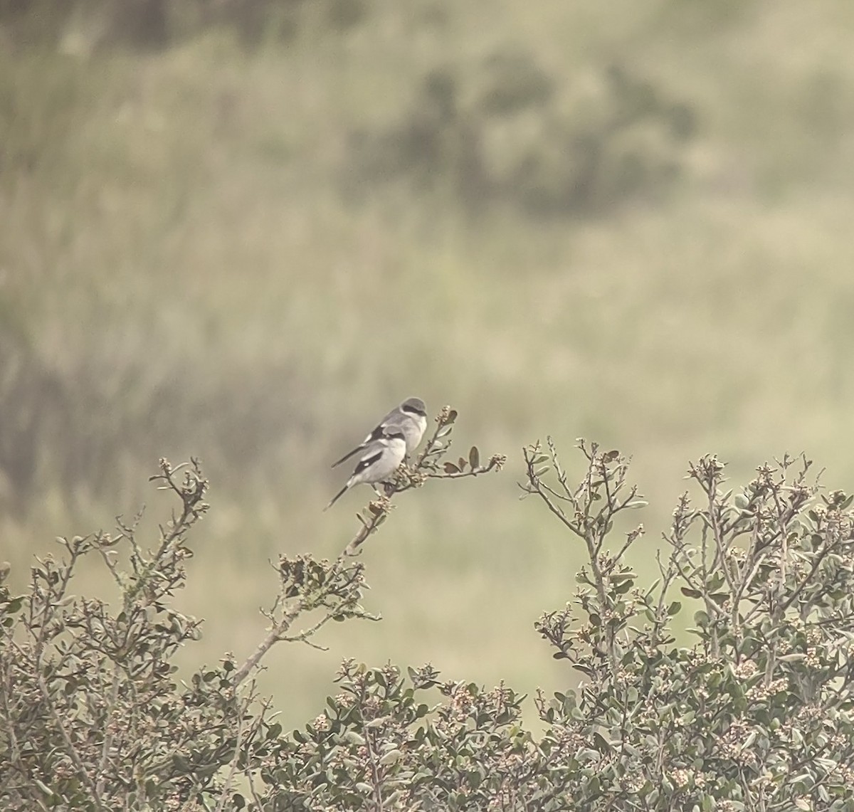 Loggerhead Shrike - ML546294801