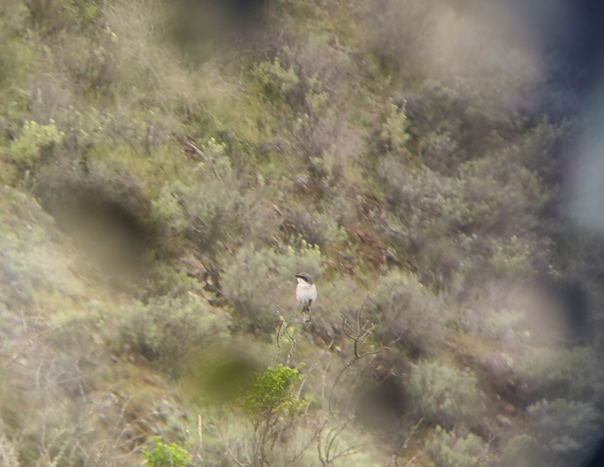 Loggerhead Shrike - ML546295401