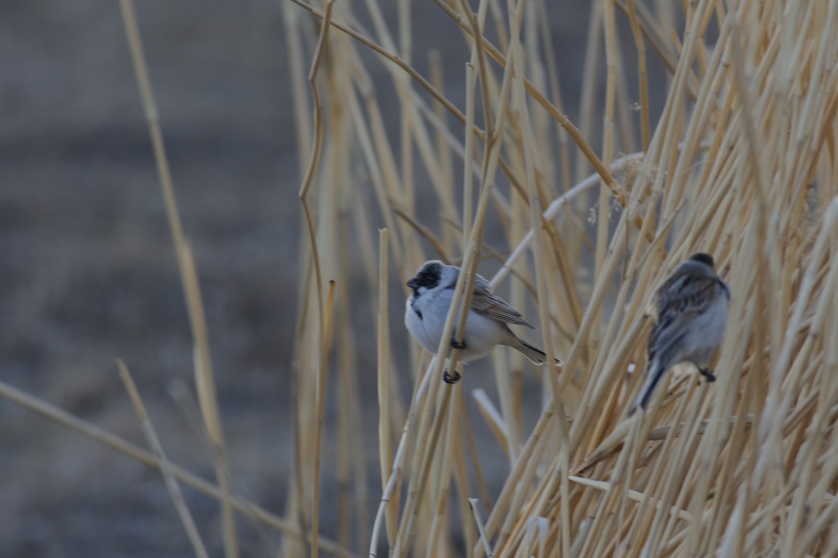 Reed Bunting - ML546295811