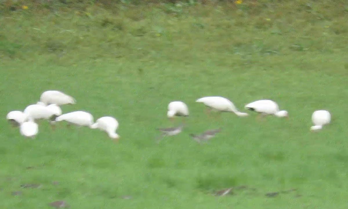 White Ibis - ML54629621