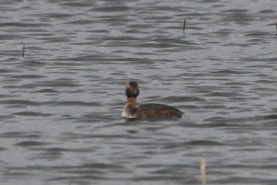 Horned Grebe - ML546296711