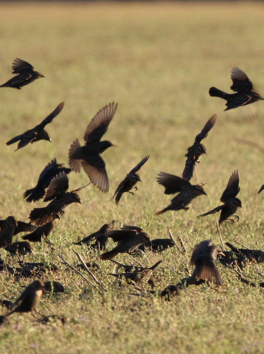 European Starling - ML546297581