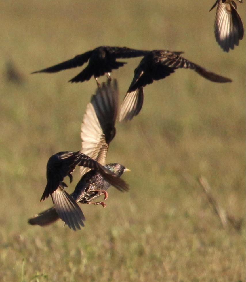 European Starling - Susan Wood