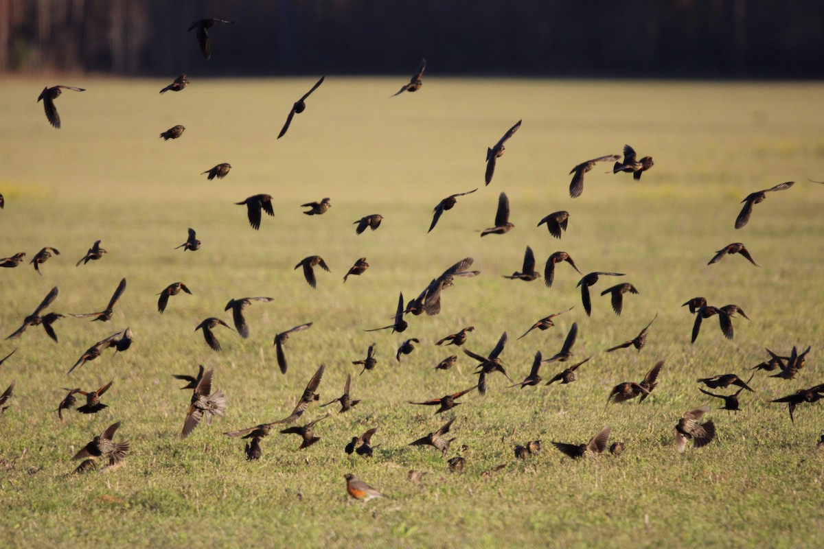 Red-winged Blackbird - ML546297791