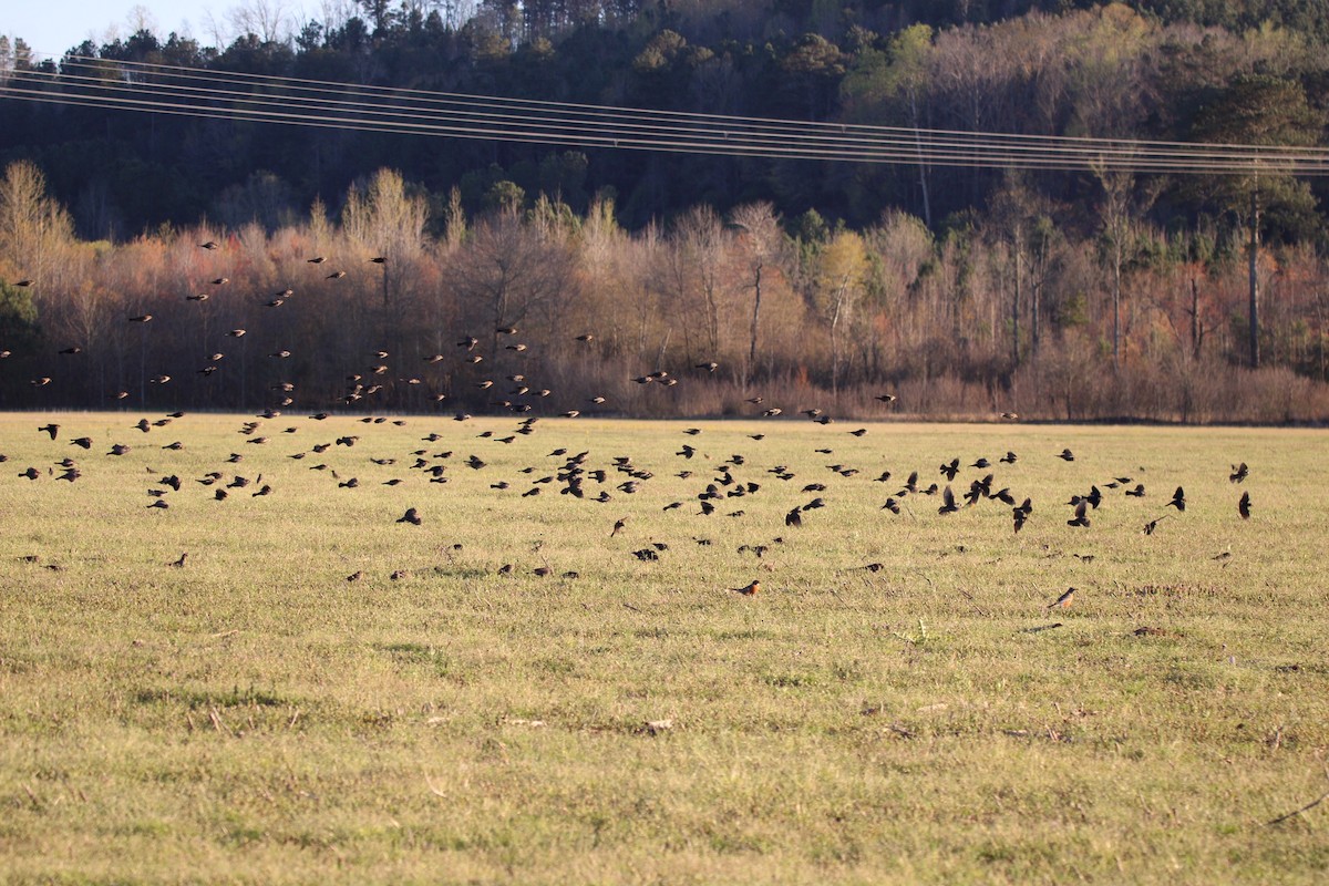 Red-winged Blackbird - ML546297801