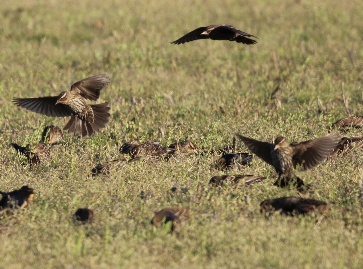 Red-winged Blackbird - ML546297831