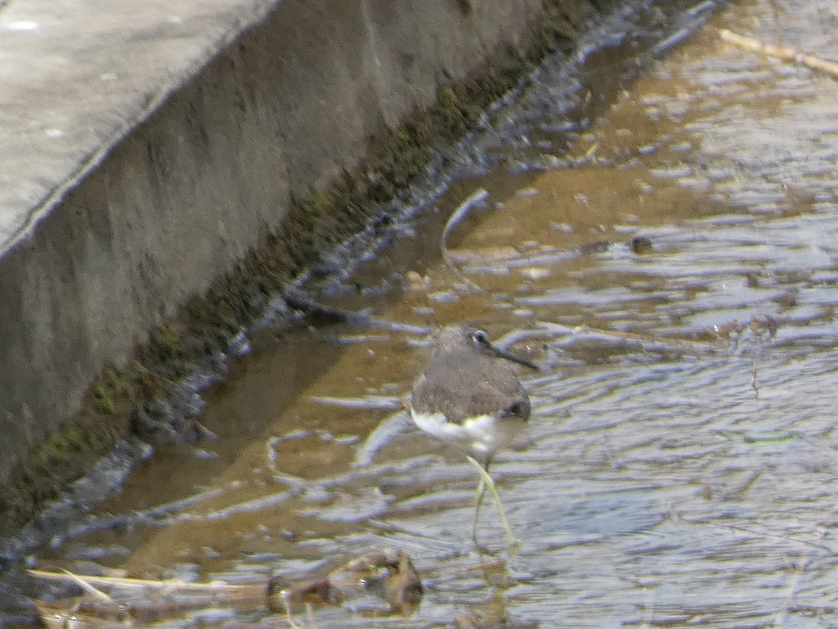 Green Sandpiper - ML546298081
