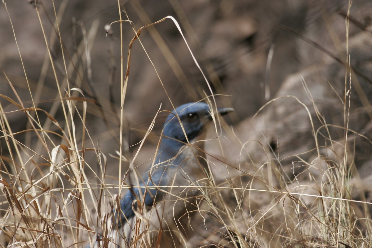 Mexican Jay (Couch's) - ML54629811