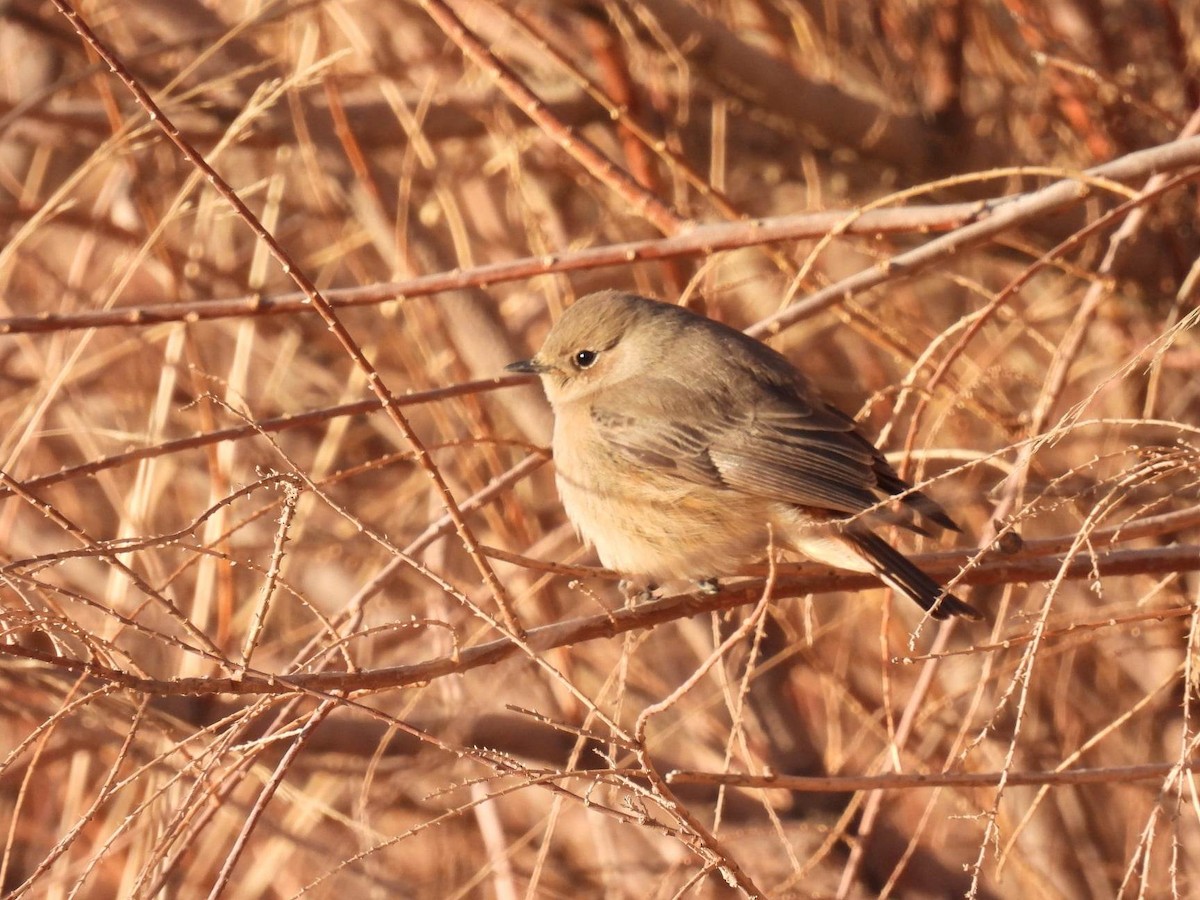White-winged Redstart - ML546298191