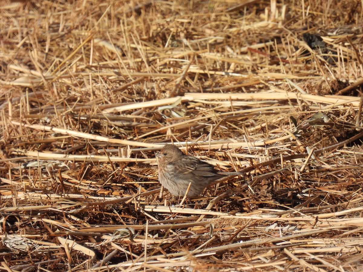 Pallas's Rosefinch - ML546298311