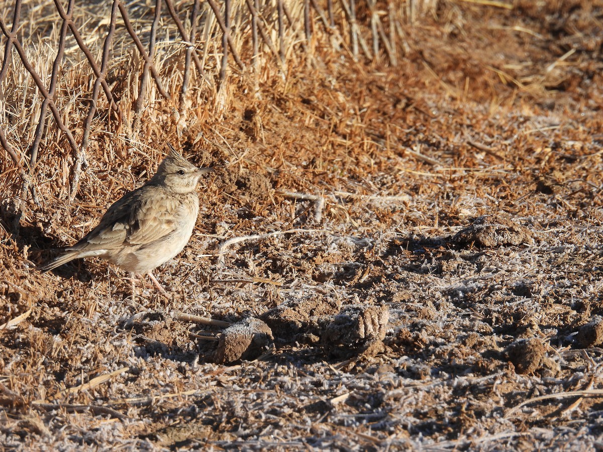 Crested Lark - ML546298381