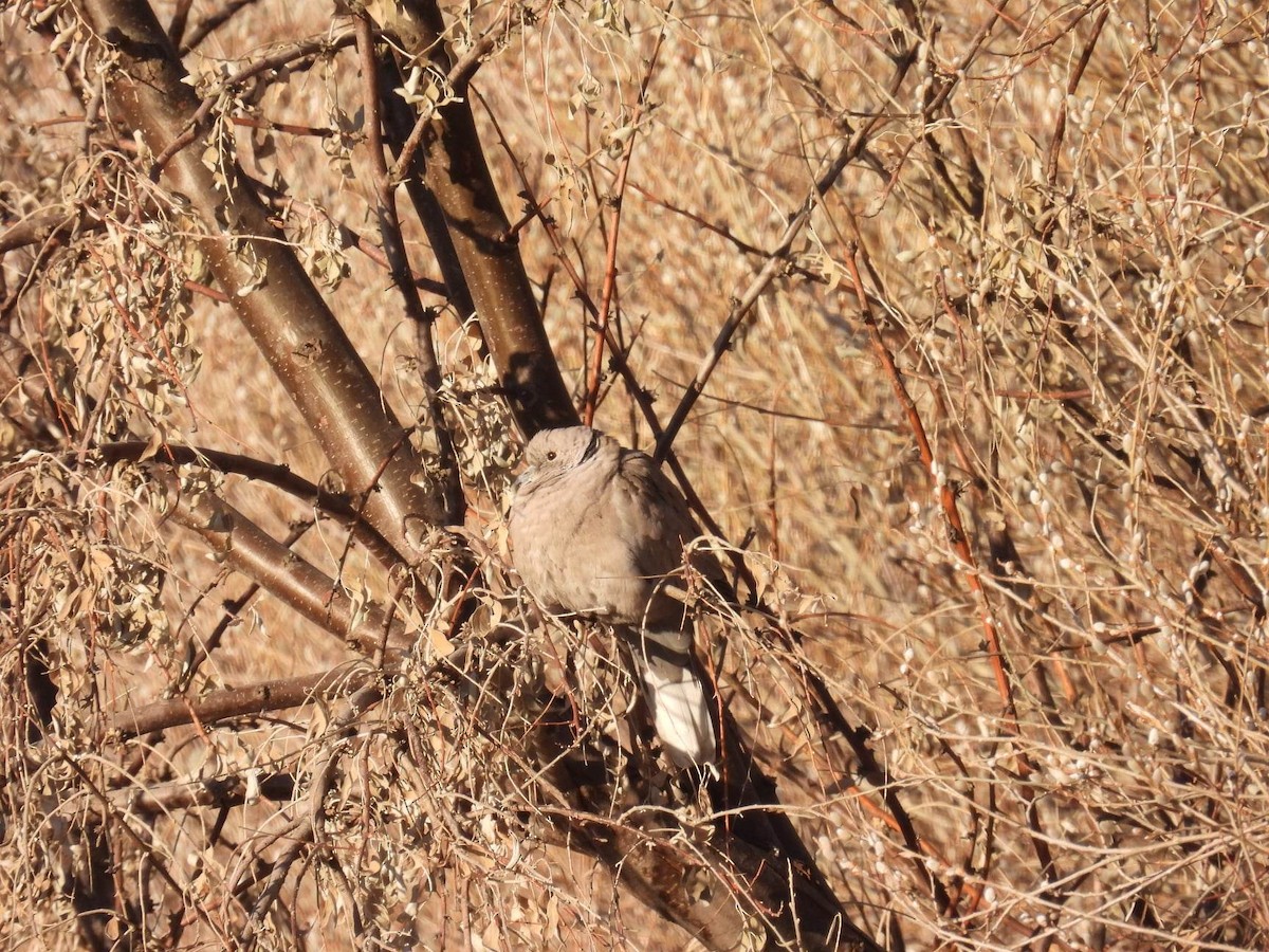 Eurasian Collared-Dove - ML546298471