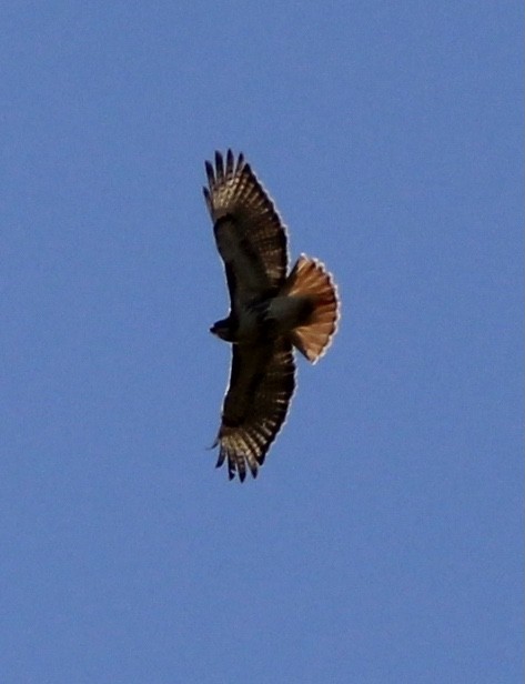 Red-tailed Hawk - ML546298561