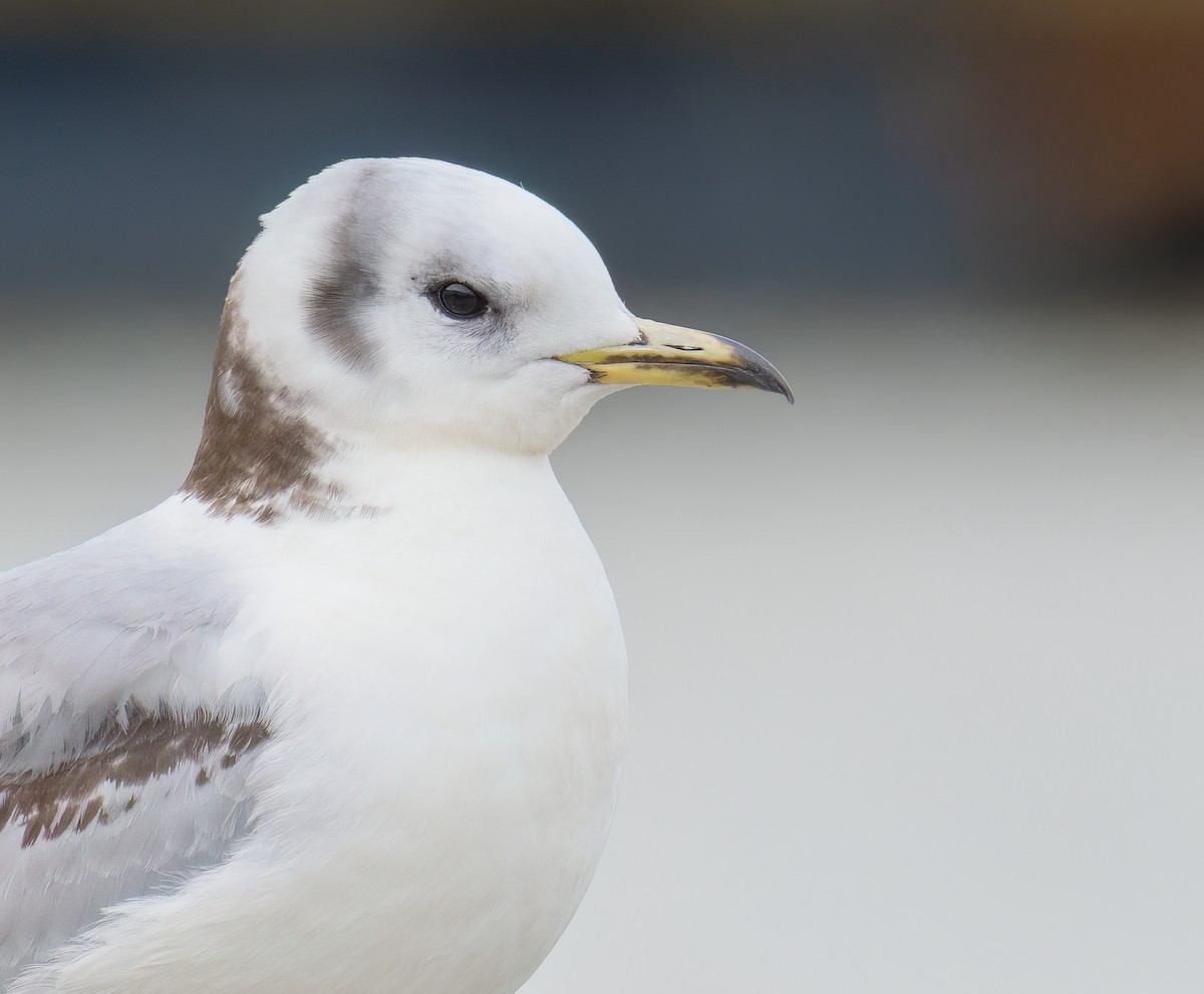 Black-legged Kittiwake - ML546298851