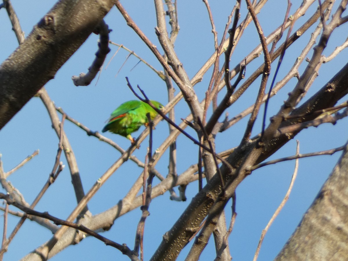 Philippine Hanging-Parrot - ML546299271