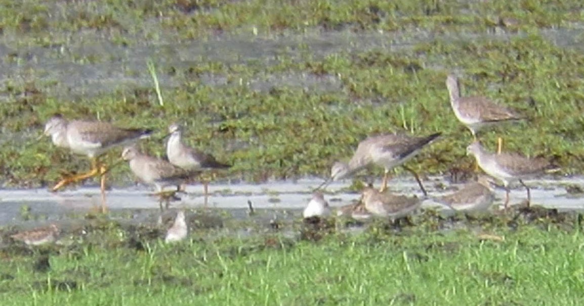 Greater Yellowlegs - ML54629931