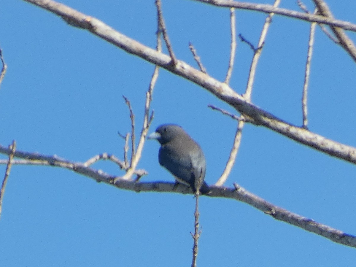 White-breasted Woodswallow - ML546300561