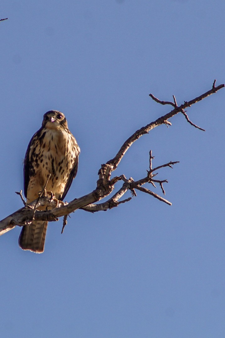 White-throated Hawk - ML546300761