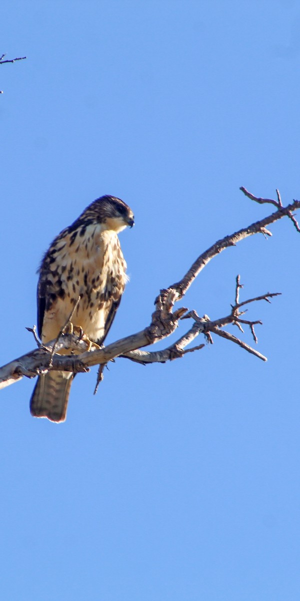 White-throated Hawk - Sebastián López