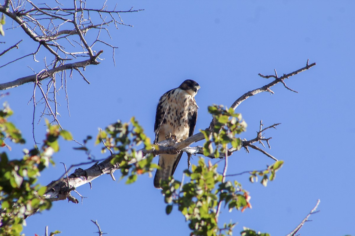 White-throated Hawk - ML546300781