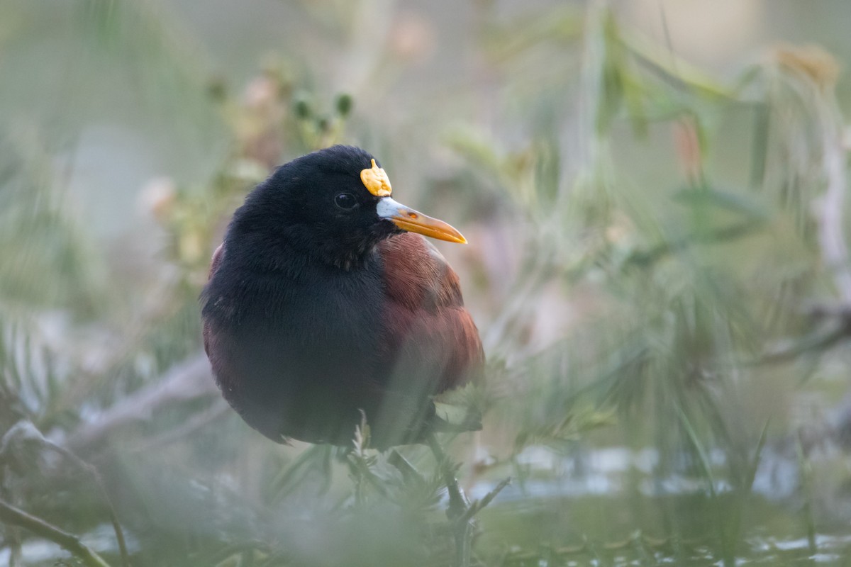 Northern Jacana - Rain Saulnier