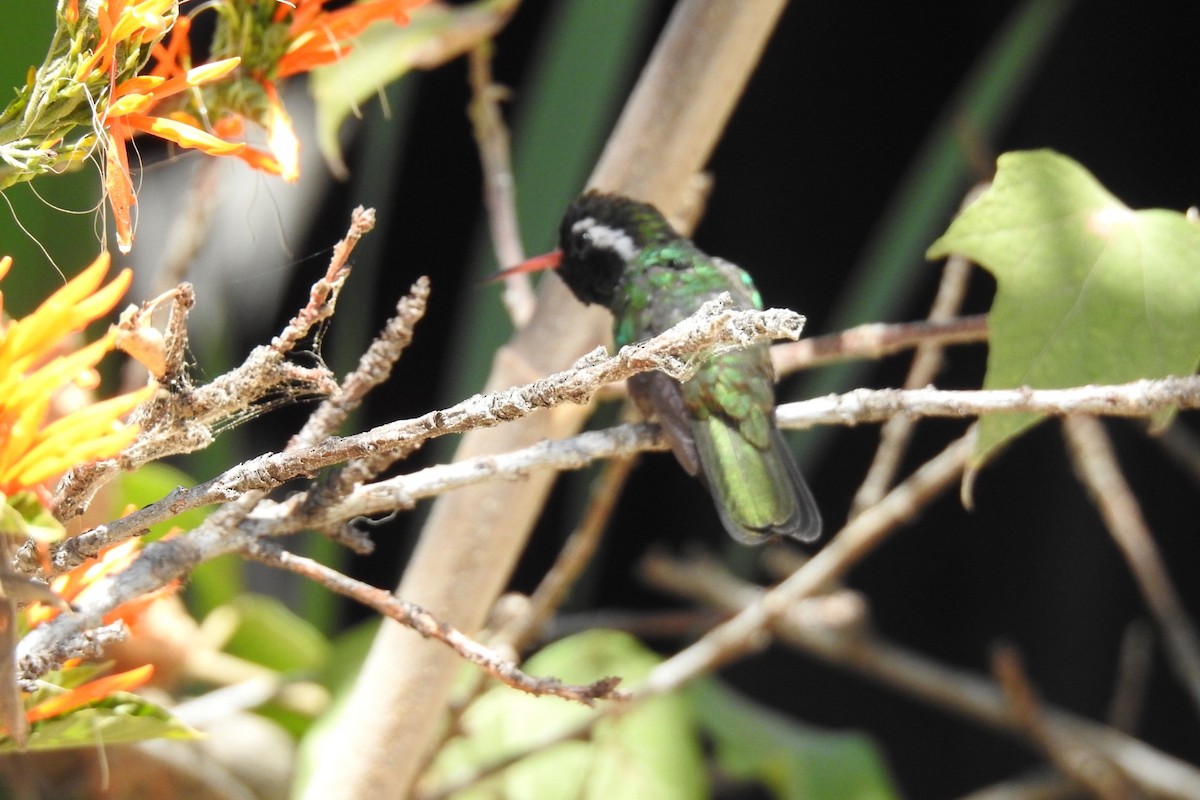 White-eared Hummingbird - ML546301491