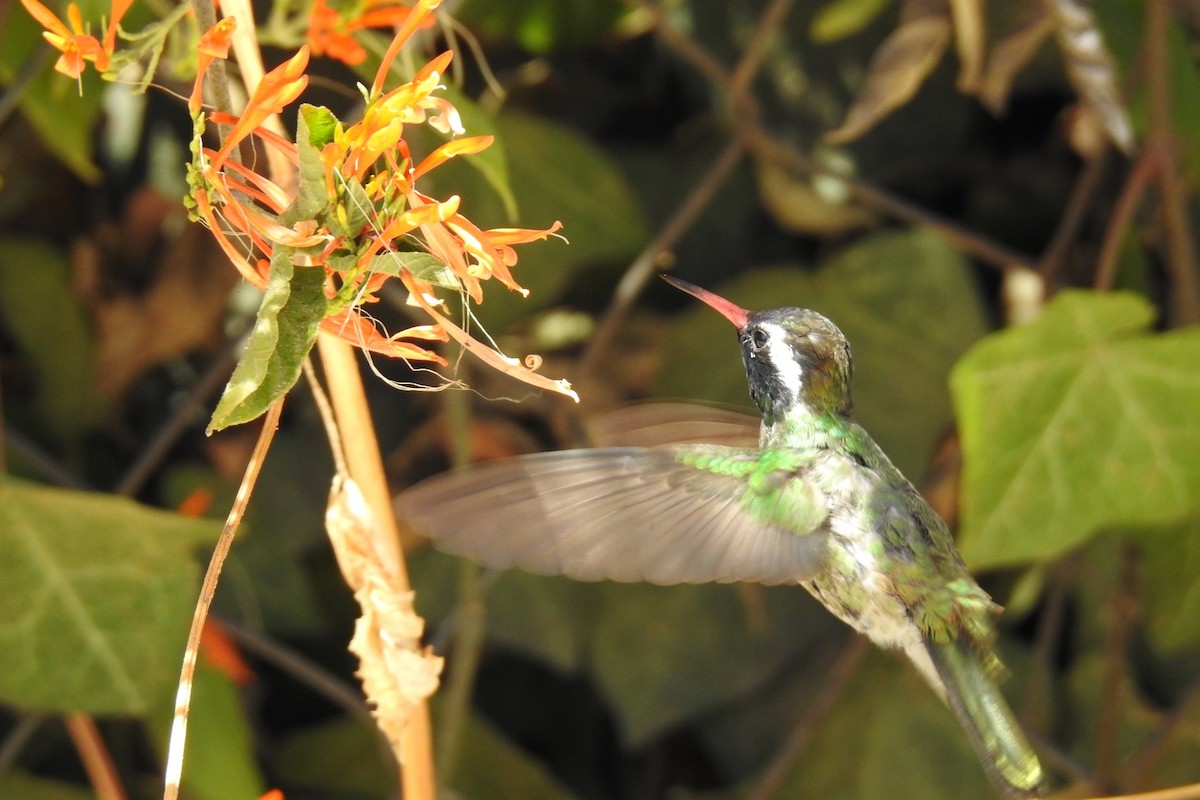 Colibri à oreilles blanches - ML546301501