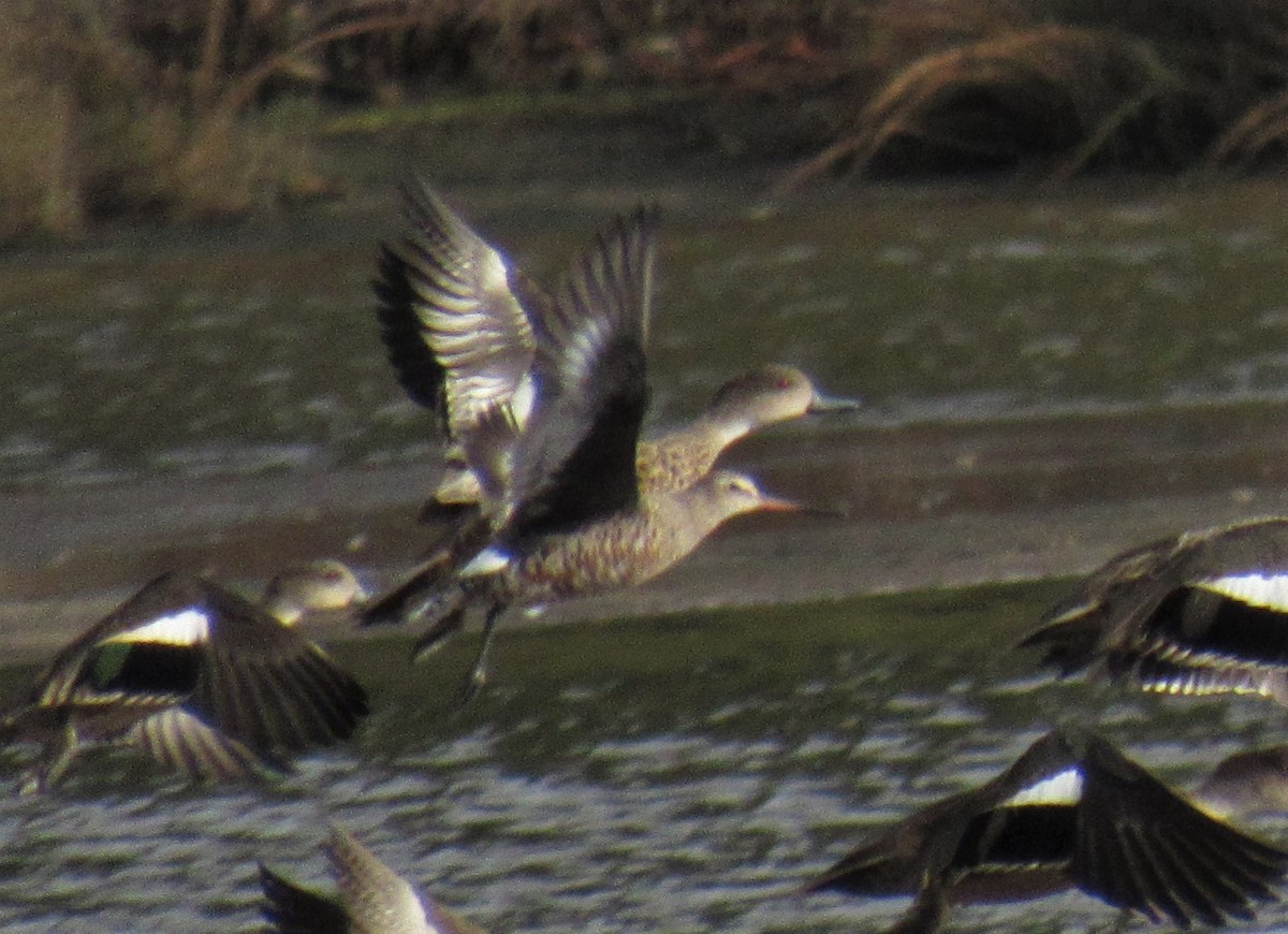 Hudsonian Godwit - ML546301581