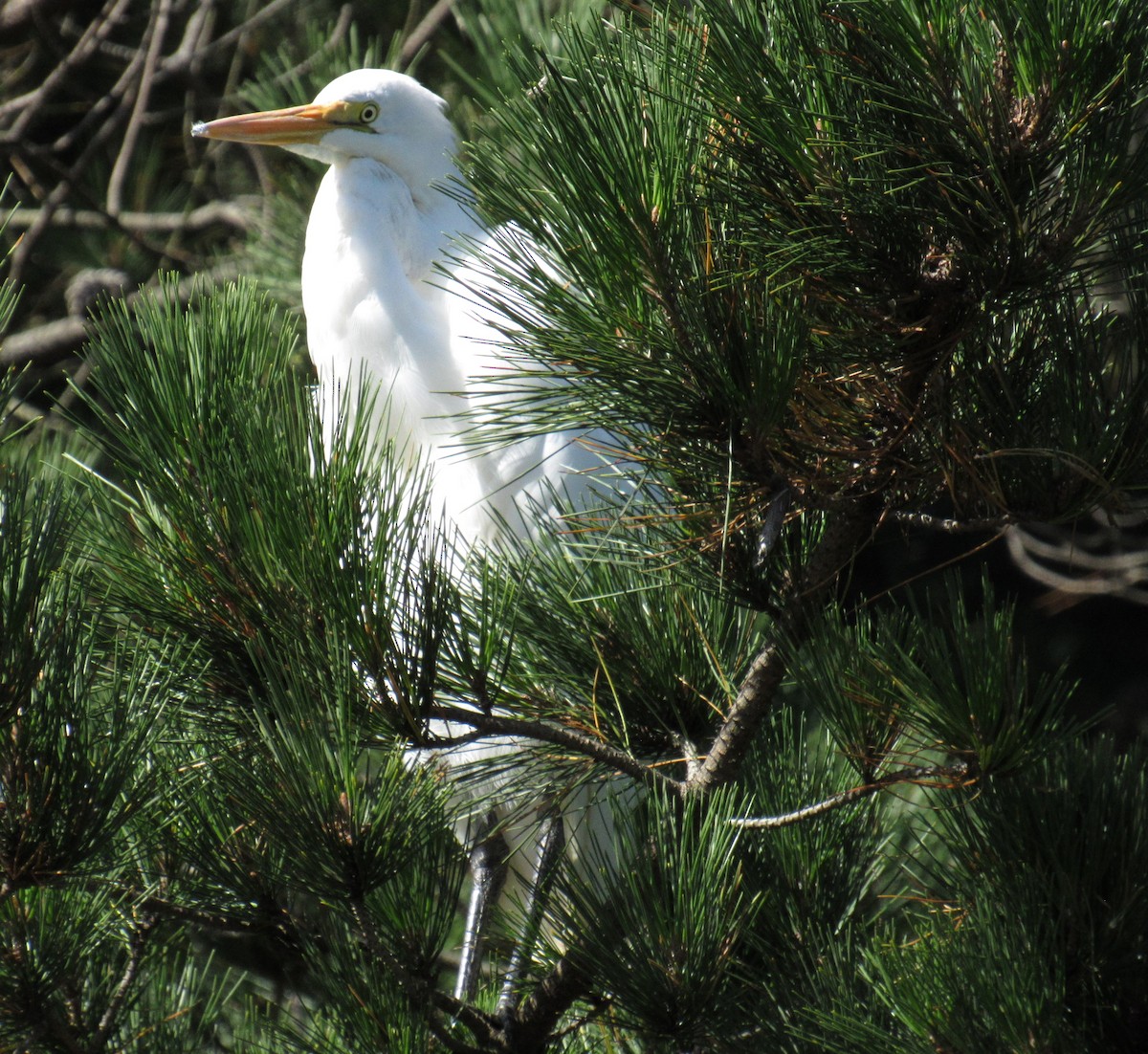 Great Egret - ML546302001