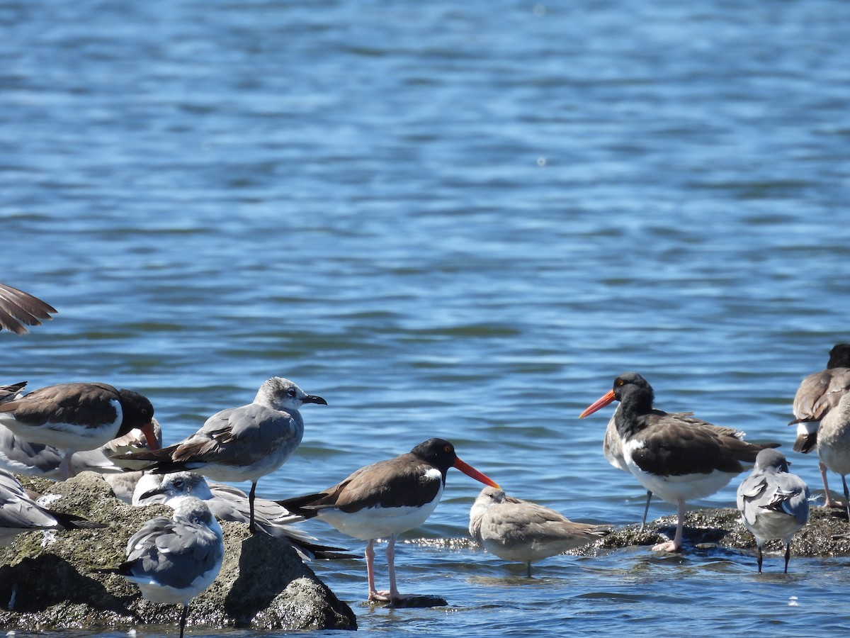 American Oystercatcher - John  Paalvast