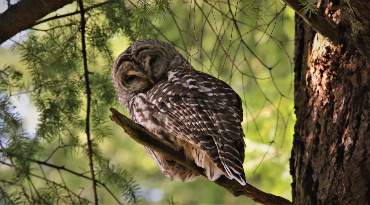 Barred Owl - ML546303811
