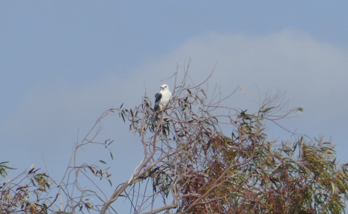 White-tailed Kite - ML546304221