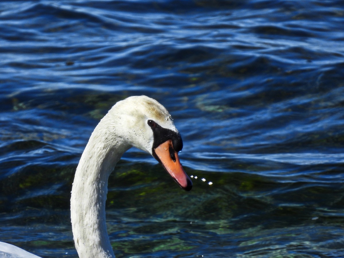 Mute Swan - ML546305451