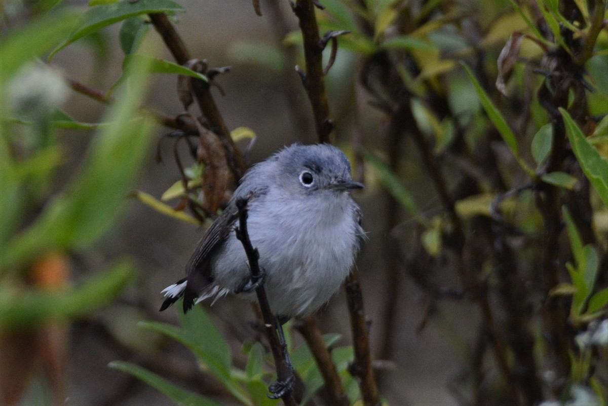 Blue-gray Gnatcatcher - ML546306071