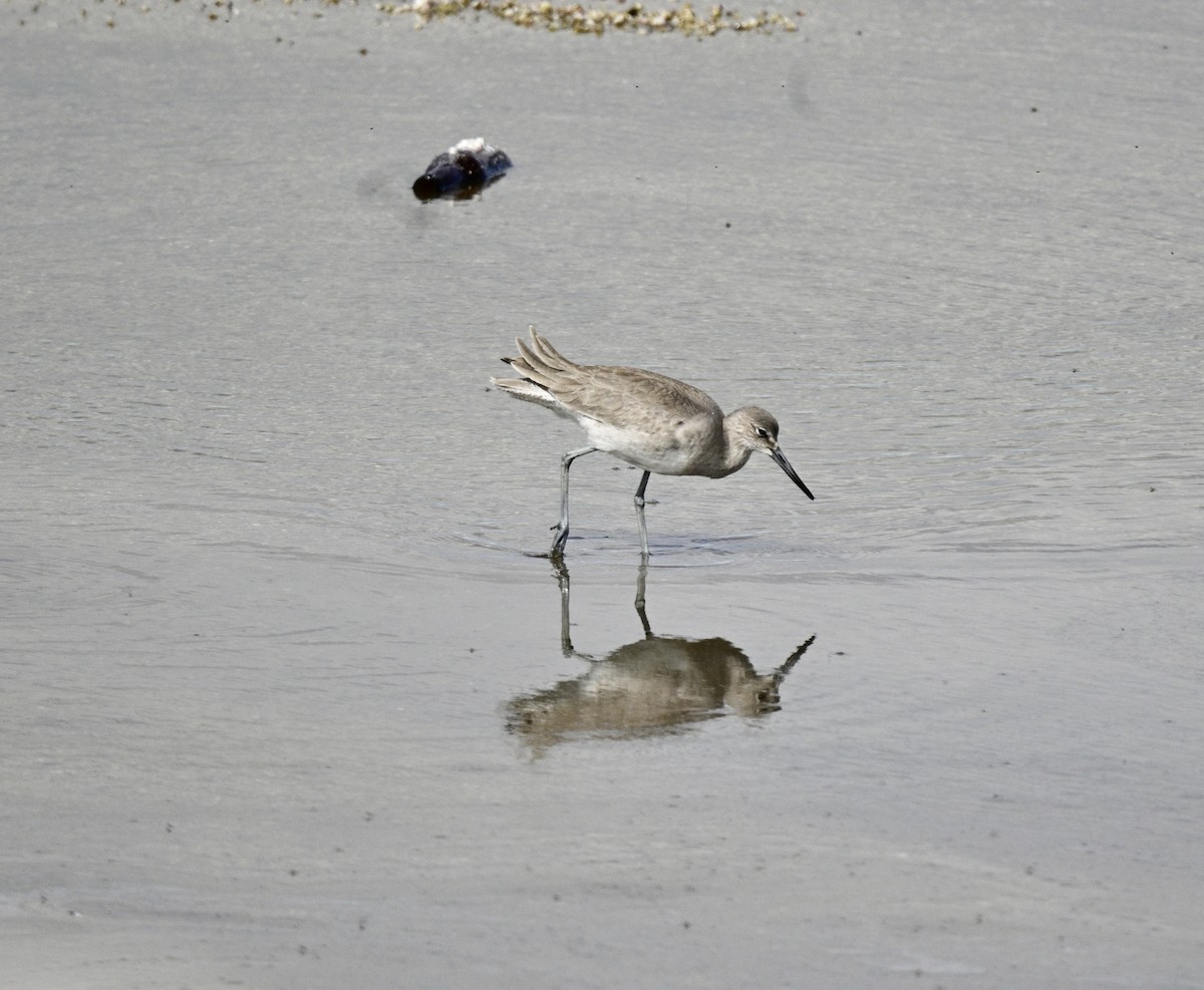 Piro piro semipalmato - ML546307191