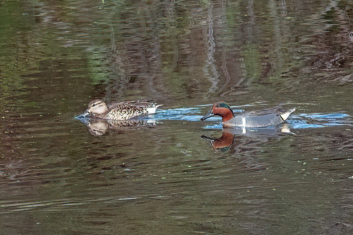 Green-winged Teal - James Smith