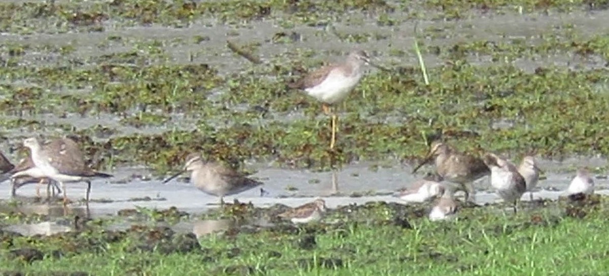 Wiesenstrandläufer - ML54630821