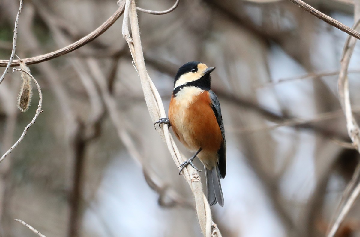 Varied Tit - ML546308441
