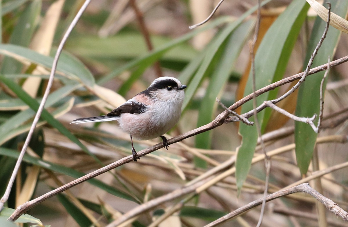 Long-tailed Tit - ML546308491