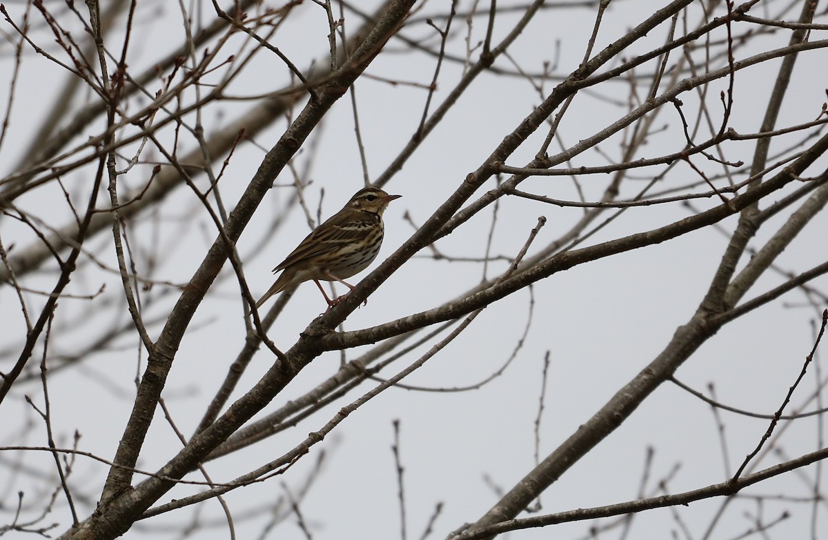 Olive-backed Pipit - ML546308571