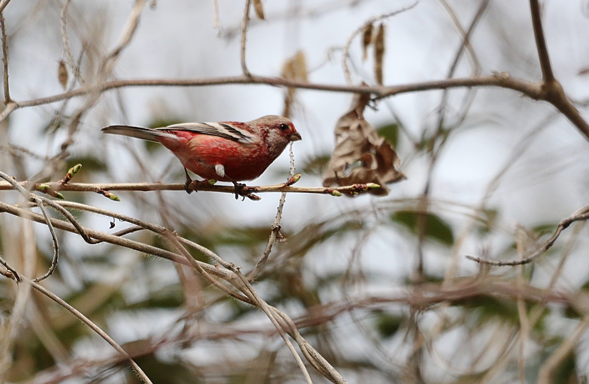 Long-tailed Rosefinch - ML546308591