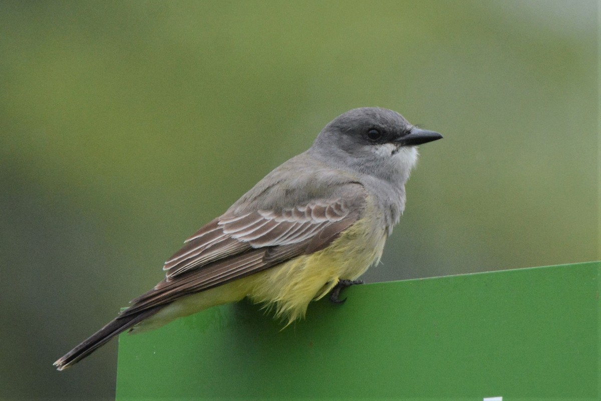 Cassin's Kingbird - ML546308621