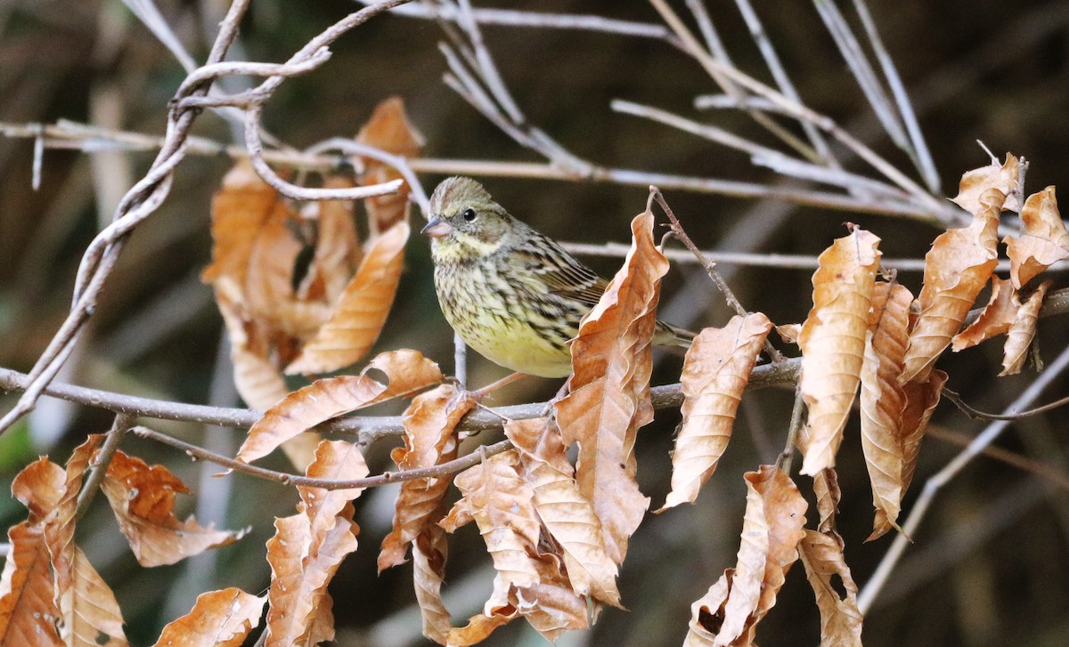 Masked Bunting - ML546308631
