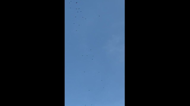 Swainson's Hawk - ML546308881