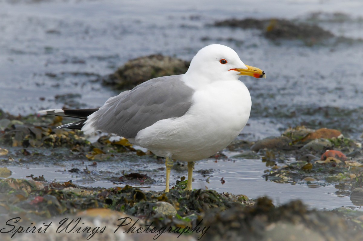 California Gull - ML546309451